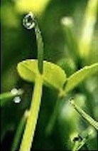 Mohnblumen und Parkinson